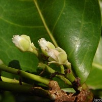 Chrysobalanus icaco L.
